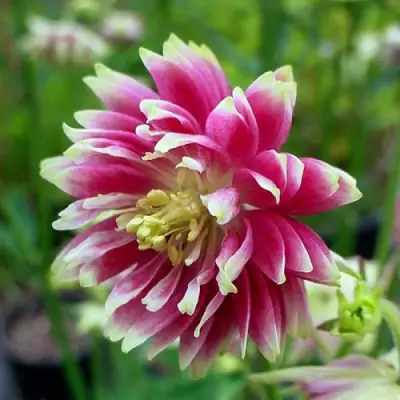 Аквилегия БАРЛОУ НОРА гибрид МакКаны в Жодино