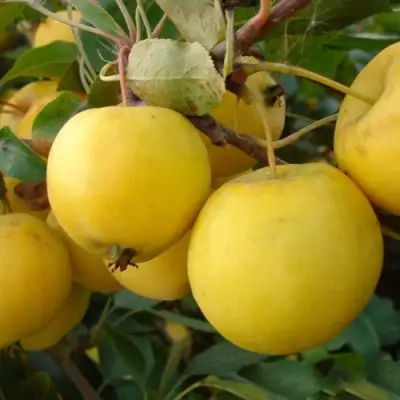 Яблоня УРАЛЬСКОЕ НАЛИВНОЕ в Жодино