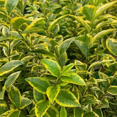 Бирючина АУРЕУМ овальнолистная в Жодино