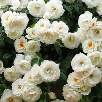 Роза АЙСБЕРГ флорибунда в Жодино