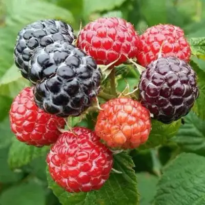 Малина БРИСТОЛЬ в Жодино