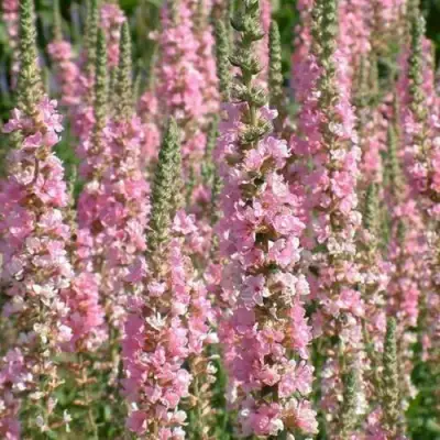 Дербенник БЛАШ иволистный в Жодино