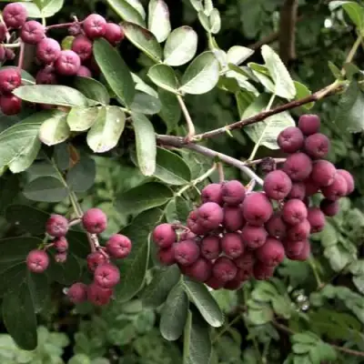 Рябина ДЕСЕРТНАЯ МИЧУРИНА сладкоплодная в Жодино