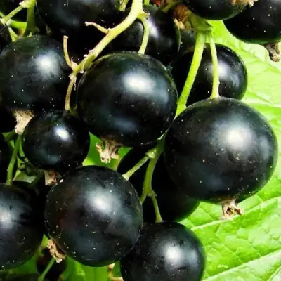 Смородина черная ДАЧНИЦА в Жодино