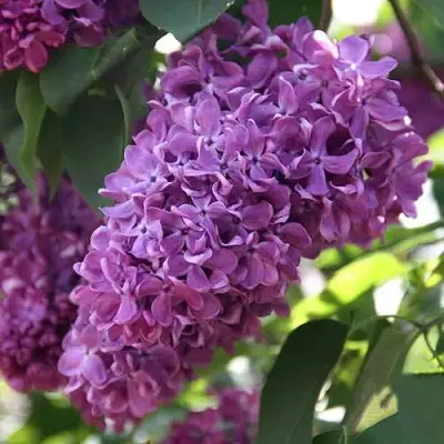 Сирень КАПИТАН ГАСТЕЛЛО в Жодино