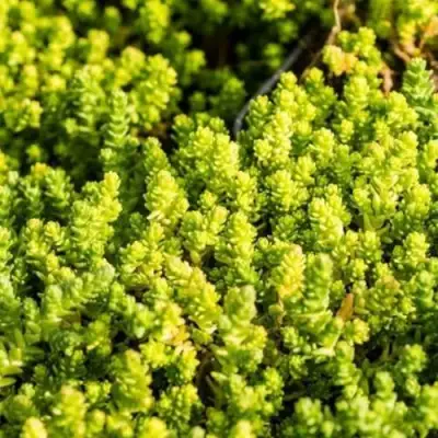 Очиток (седум) ЙЕЛЛОУ КВИН едкий в Жодино