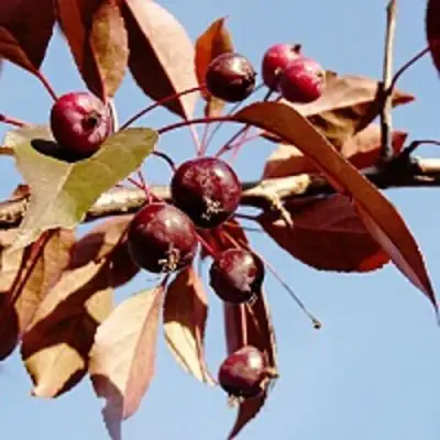 Яблоня РОЯЛТИ декоративная в Жодино