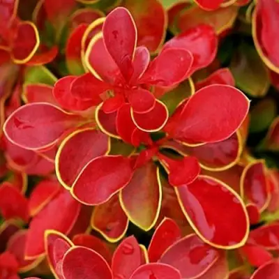 Барбарис КОРАЛ тунберга в Жодино