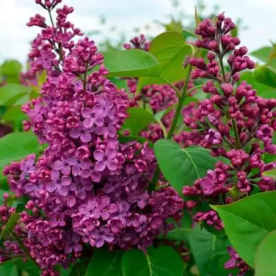 Сирень ЛЮДВИГ ШПЕТ в Жодино