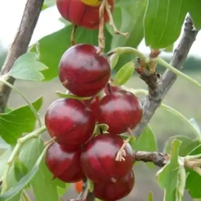 Смородина золотистая КЛЮКВЕННАЯ в Жодино