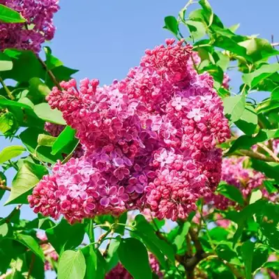 Сирень КРАСНАЯ МОСКВА в Жодино