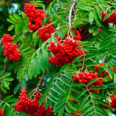 Рябина ПЛАКУЧАЯ сладкоплодная в Жодино