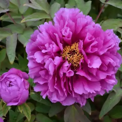 Пион ЛИЛОВАЯ ФАНТАЗИЯ древовидный в Жодино