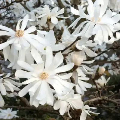 Магнолия РОЯЛ СТАР в Жодино