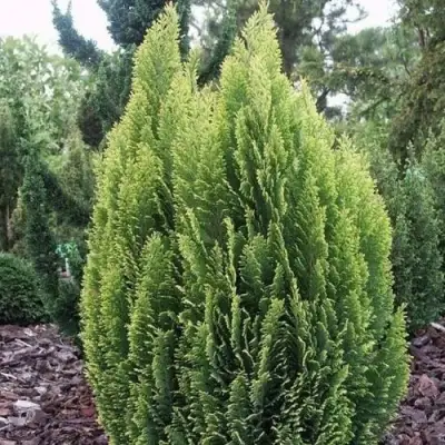 Кипарисовик ЭЛВУДИ ЭМПАЙР лавсона в Жодино