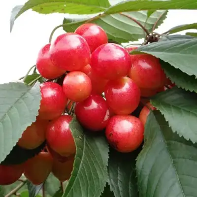 Черешня ГАСТИНЕЦ в Жодино