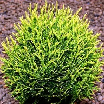 Туя ВОТЕРФИЛД западная в Жодино