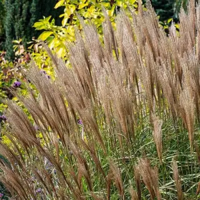 Мискантус КЛЯЙН СИЛЬБЕРСПАЙН китайский  в Жодино