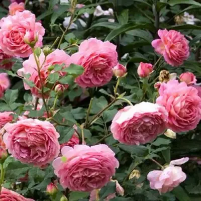 Роза ДЖУБИЛИ СЕЛЕБРЕЙШН английская в Жодино