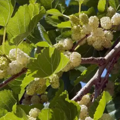 Шелковица БЕЛАЯ АЛЬБА в Жодино