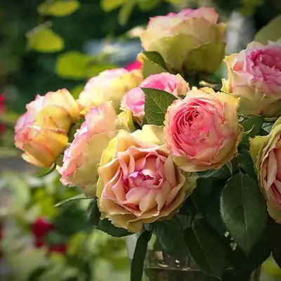 Роза ПИТАХАЙЯ чайно-гибридная в Жодино