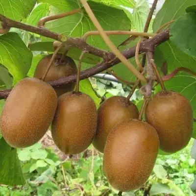 Актинидия ХЕЙВАРД киви в Жодино