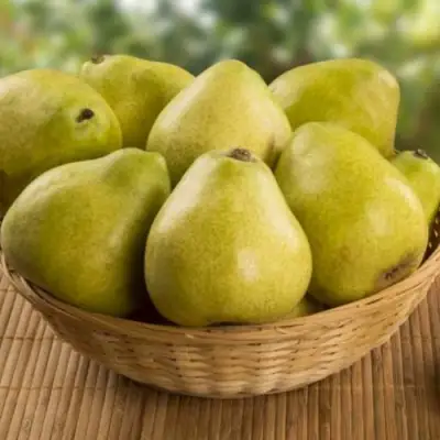 Груша ВИЛИЯ в Жодино