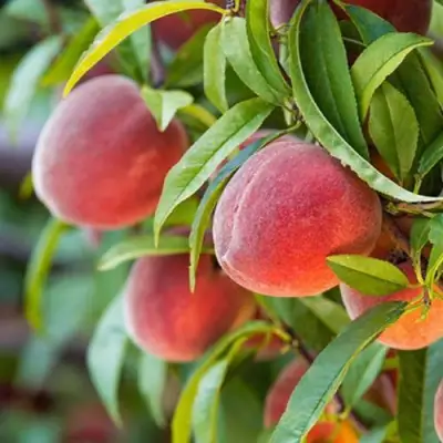 Персик РЕД ХЕВЕН в Жодино