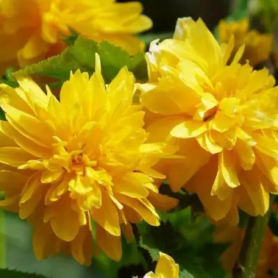 Керрия японская АУРЕОВАРИЕГАТТА в Жодино