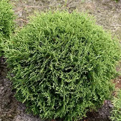 Туя ТИНИ ТИМ западная в Жодино