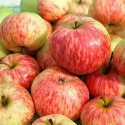 Яблоня РАНЕТКА (КОРОБОВКА) в Жодино