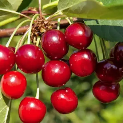 Вишня ЛЮБСКАЯ в Жодино