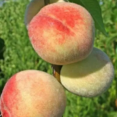 Персик ДОНЕЦКИЙ БЕЛЫЙ в Жодино