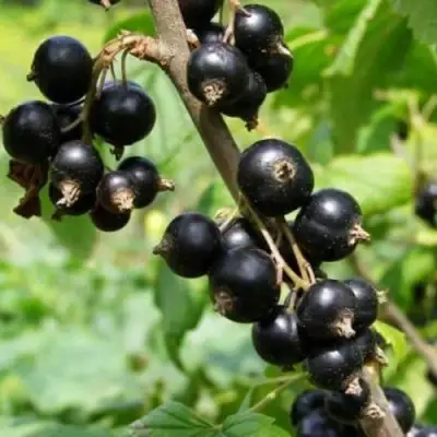 Смородина черная ВОЛОГДА в Жодино