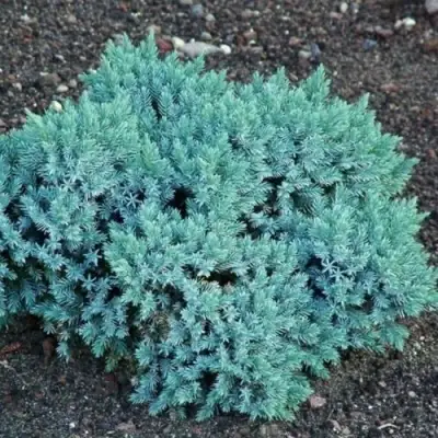 Можжевельник БЛЮ СТАР чешуйчатый в Жодино