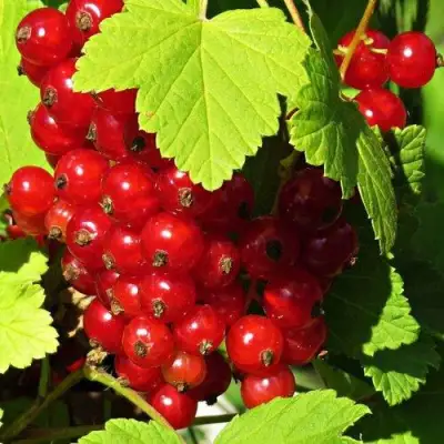 Смородина красная ГАЗЕЛЬ в Жодино