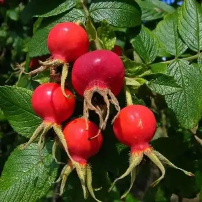 Шиповник ВИТАМИННЫЙ ВНИВИ в Жодино