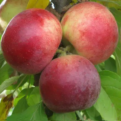 Яблоня БАЛЕРИНА ФЛАМЕНКО колонновидная  в Жодино