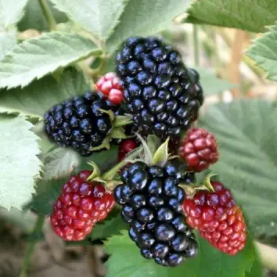 Ежевика ОРКАН бесшипная  в Жодино