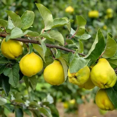 Айва ТРИУМФ в Жодино