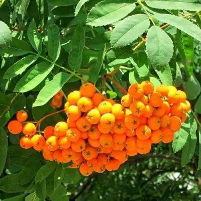 Рябина ДИРКЕНИ ЖЁЛТАЯ  сладкоплодная в Жодино