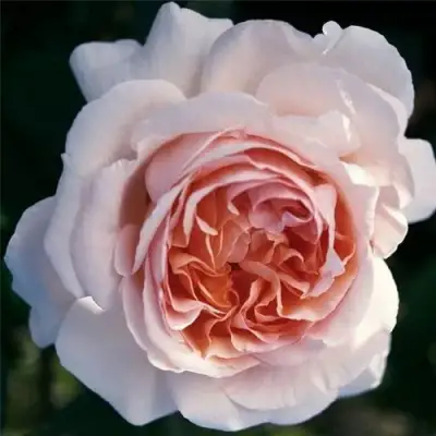 Роза АНДРЕ ЛЕ НОТР чайно-гибридная в Жодино