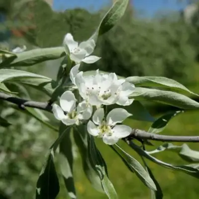 Груша ИВОЛИСТНАЯ в Жодино