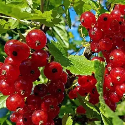 Смородина красная НЕНАГЛЯДНАЯ в Жодино