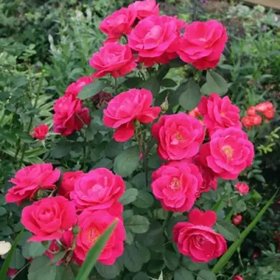 Роза ДЖОРДЖ ВАНКУВЕР флорибунда в Жодино