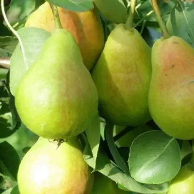 Груша ЛИРА в Жодино