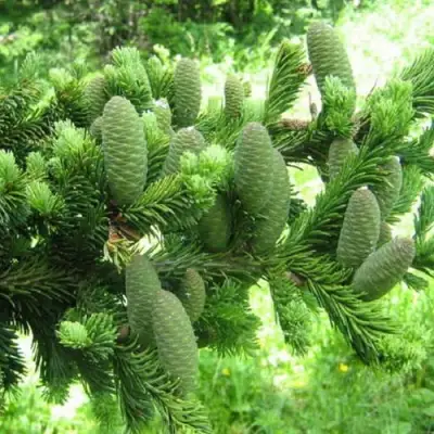 Пихта белая в Жодино