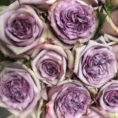 Роза ДОЛЬЧЕТТО чайно-гибридная в Жодино