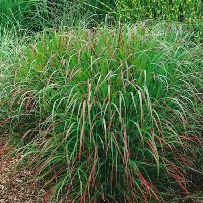 Просо РЕБРАУН прутьевидное в Жодино