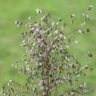 Трясунка средняя в Жодино